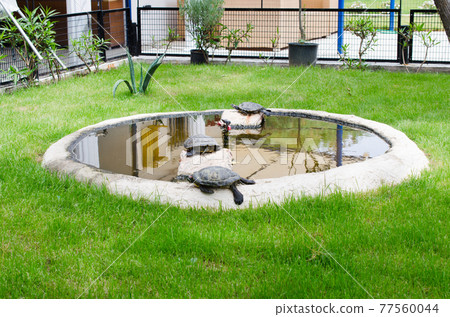 Turtles in a small decorative pond, among green lawn grass. Turtles in a small decorative pond, among green lawn grass. 77560044