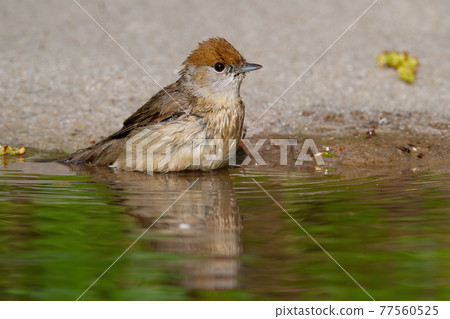Cute female of eurasian blackcap sitting by the water alone 77560525