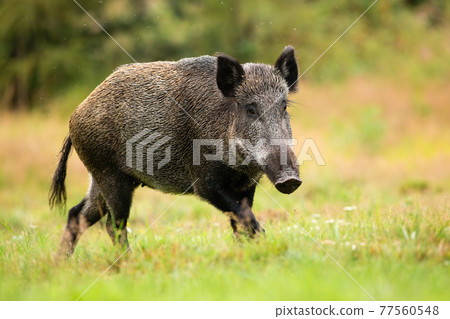 Adult female of wild boar running alone on the forest clearing Adult female of wild boar running alone on the forest clearing 77560548