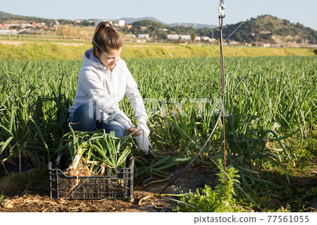Female farmer puts onion in plastic box for sale in the market 77561055