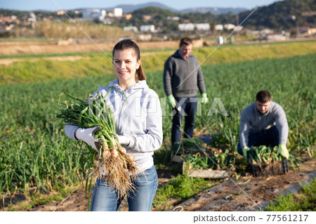 Cheerful woman harvests onion on the plantation 77561217