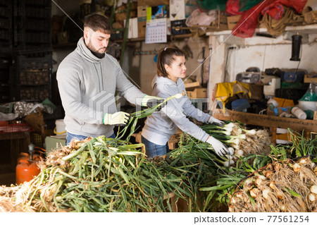 Farm couple peeling and sorting green onions Farm couple peeling and sorting green onions 77561254