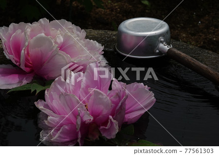 Button flower in a water bowl Button flower in a water bowl 77561303