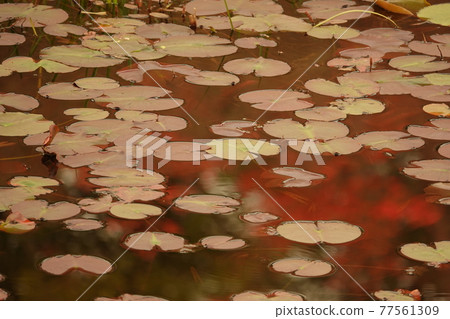 Azalea flowers reflected in the pond of Kurozo Marsh 77561309