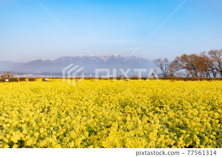 滋賀縣守山市第一渚公園的油菜花和比羅山 77561314