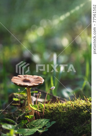 Wild mushroom growing on mossy stump on sun lights in spring forest Wild mushroom growing on mossy stump on sun lights in spring forest 77561502