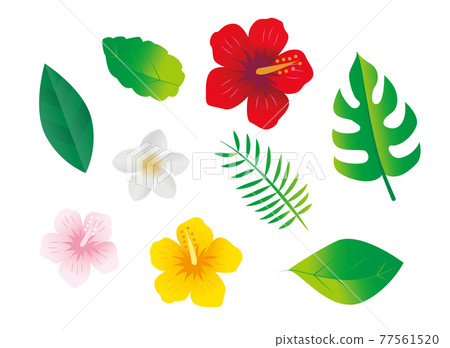 熱帶亞熱帶植物花卉 熱帶亞熱帶植物花卉 77561520