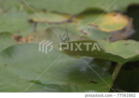 Damselfly Ofuna Flower Center 77561602