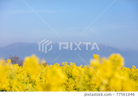 滋賀縣守山市第一渚公園的油菜花和比羅山 77561846