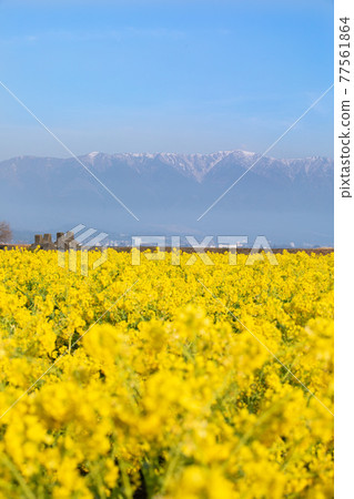 滋賀縣守山市第一渚公園的油菜花和比羅山 77561864