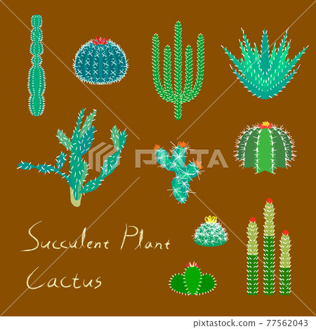 [向量]多肉植物仙人掌插畫 77562043