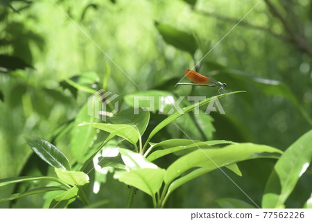 Kawatonbo Kamakura Taimine Ryokuchi 77562226