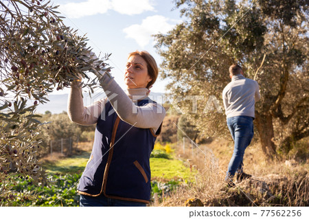 Woman harvesting by hand olives Woman harvesting by hand olives 77562256