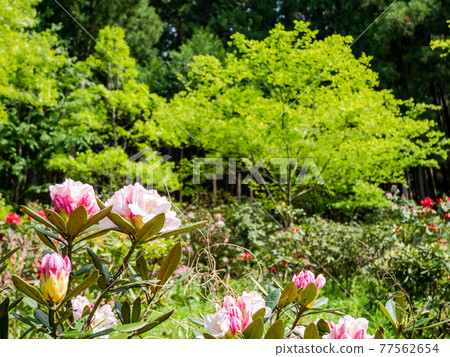 Spring scenery of the mountain village of Akikawa 77562654