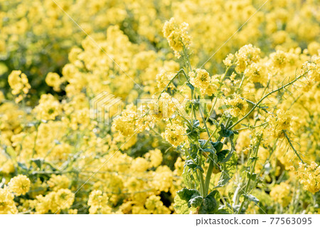 One side of rape field up 77563095