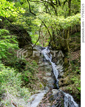 A view of the cool spring Shiraito Falls 77563125