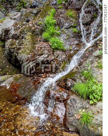A view of the cool spring Shiraito Falls A view of the cool spring Shiraito Falls 77563147