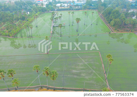 Aerial view of Dong Tan trees in green rice field in national park at sunset in Sam Khok district in rural area, Pathum Thani, Thailand. Nature landscape tourist attraction in travel trip concept. 77563374
