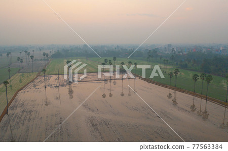 Aerial view of Dong Tan trees in green rice field in national park at sunset in Sam Khok district in rural area, Pathum Thani, Thailand. Nature landscape tourist attraction in travel trip concept. 77563384