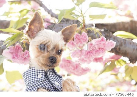 Yorkshire Terrier Ponta smiling with double cherry blossoms Yorkshire Terrier Ponta smiling with double cherry blossoms 77563446