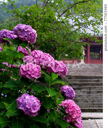 Yada Temple Hydrangea 77563460
