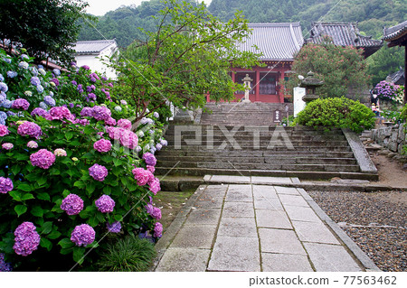 Yada Temple Hydrangea 77563462