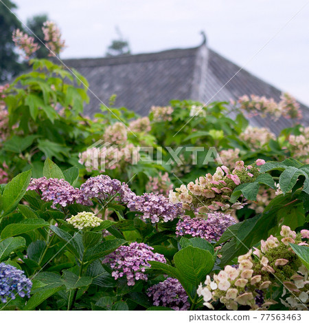 Yada Temple Hydrangea 77563463