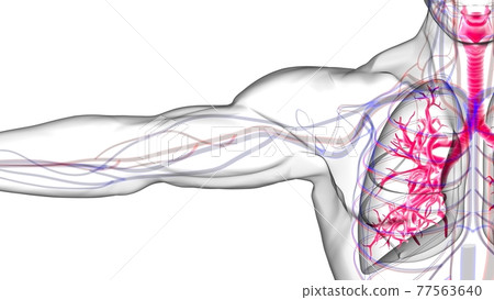 Lungs Human Respiratory System Anatomy For Medical Concept 3D Rendering 77563640