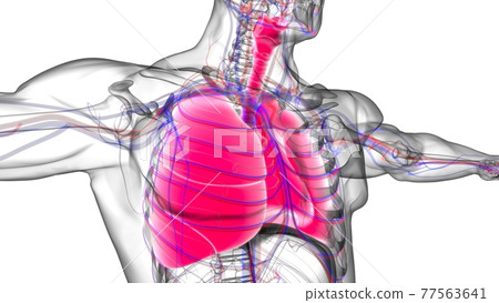 Lungs Human Respiratory System Anatomy For Medical Concept 3D Rendering 77563641