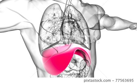 Diaphragm Human Respiratory System Anatomy For Medical Concept 3D Rendering 77563695