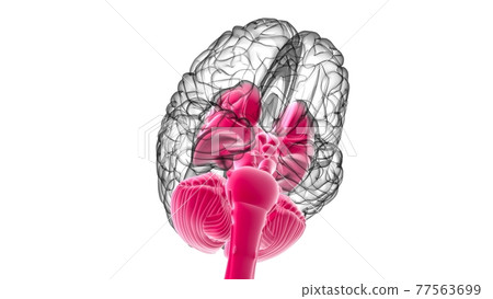 Human Brain inner parts Anatomy For Medical Concept 3D Rendering 77563699