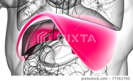 Diaphragm Human Respiratory System Anatomy For Medical Concept 3D Rendering Diaphragm Human Respiratory System Anatomy For Medical Concept 3D Rendering 77563700