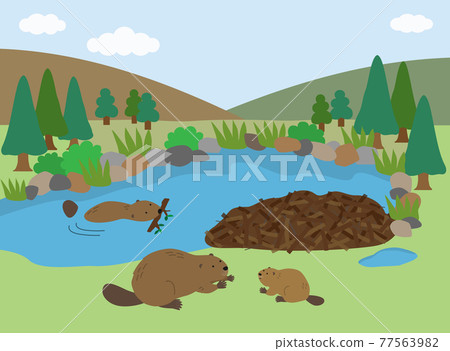 Beaver's family nesting by the water 77563982