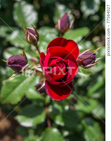 Rose flowers blooming in the rose garden (spring) Rose flowers blooming in the rose garden (spring) 77564027