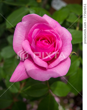 Rose flowers blooming in the rose garden (spring) Rose flowers blooming in the rose garden (spring) 77564051