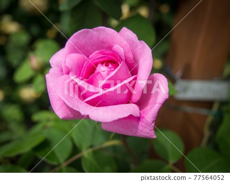 Rose flowers blooming in the rose garden (spring) Rose flowers blooming in the rose garden (spring) 77564052