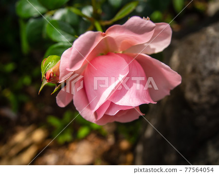 Rose flowers blooming in the rose garden (spring) Rose flowers blooming in the rose garden (spring) 77564054