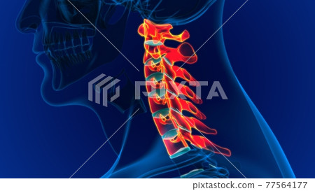 Human Skeleton Vertebral Column Cervical Vertebrae Anatomy 3D Human Skeleton Vertebral Column Cervical Vertebrae Anatomy 3D 77564177