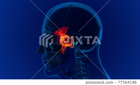 Human Skeleton Skull Sphenoid Bone Anatomy For Medical Concept Human Skeleton Skull Sphenoid Bone Anatomy For Medical Concept 77564196