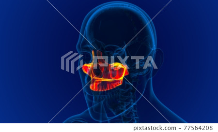 Human Skeleton Skull Maxillal Bone Anatomy For Medical Concept 77564208