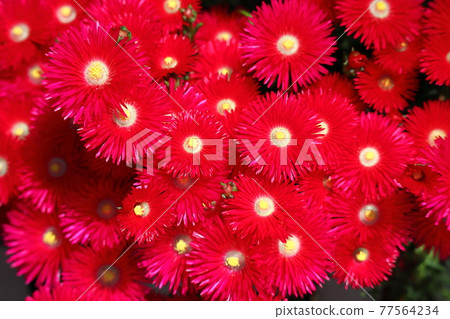 Red trailing ice plant Matsuba chrysanthemum Red trailing ice plant Matsuba chrysanthemum 77564234