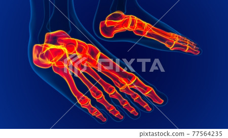 Human Skeleton Foot bones Anatomy For Medical Concept Human Skeleton Foot bones Anatomy For Medical Concept 77564235