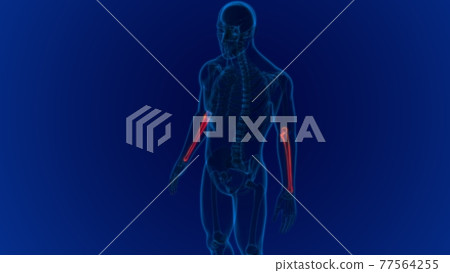 Human skeleton anatomy Ulna Bone 3D Rendering 77564255
