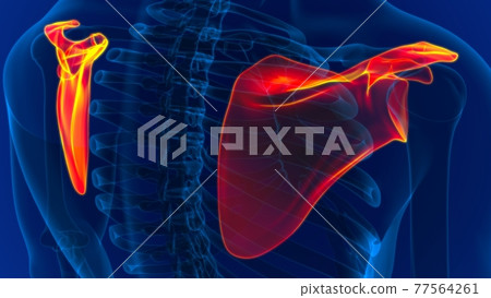 Human skeleton anatomy Scapula Bone 3D Rendering Human skeleton anatomy Scapula Bone 3D Rendering 77564261