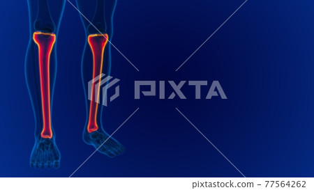 Human skeleton anatomy Tibia Bone 3D Rendering Human skeleton anatomy Tibia Bone 3D Rendering 77564262