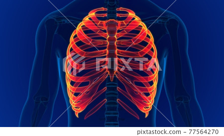 Human skeleton anatomy Rib Cage 3D Rendering Human skeleton anatomy Rib Cage 3D Rendering 77564270