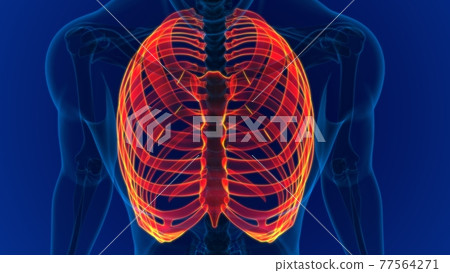 Human skeleton anatomy Rib Cage 3D Rendering 77564271