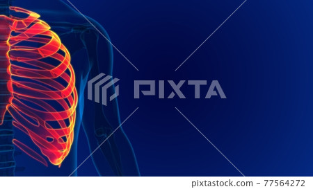 Human skeleton anatomy Rib Cage 3D Rendering Human skeleton anatomy Rib Cage 3D Rendering 77564272