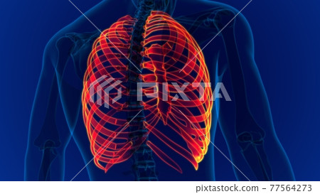 Human skeleton anatomy Rib Cage 3D Rendering Human skeleton anatomy Rib Cage 3D Rendering 77564273