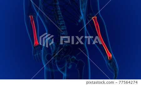 Human skeleton anatomy Radius Bone 3D Rendering Human skeleton anatomy Radius Bone 3D Rendering 77564274